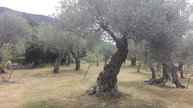 Из маслина исцеде 1.000 литара уља